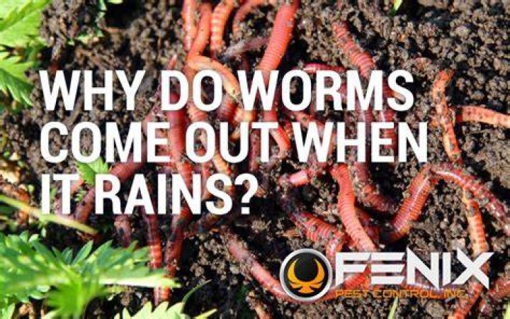 Why do worms bunch up?