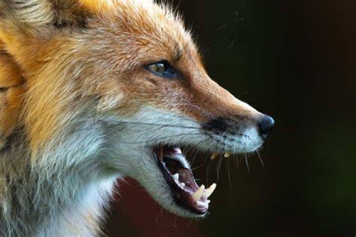 Why does a fox cry at night?