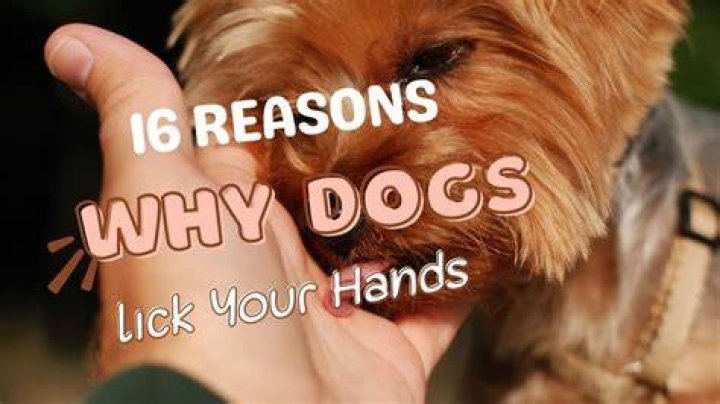 Why does everyone lick the seers hand?