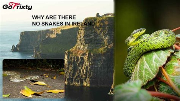 Why does Ireland have no snakes?