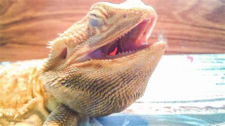 Why does my bearded dragon closes his eyes when I pet him?