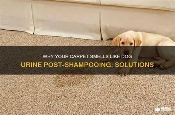 Why does my carpet smell like wet dog after shampooing?
