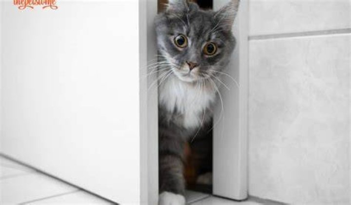 Why does my cat follow me to the bathroom in the middle of the night?