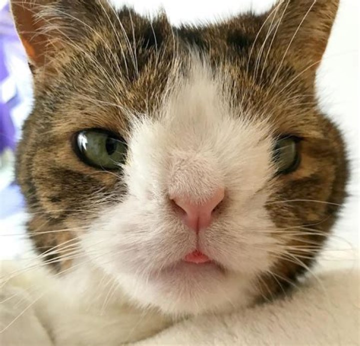 Why does my cat look like it has Down syndrome?