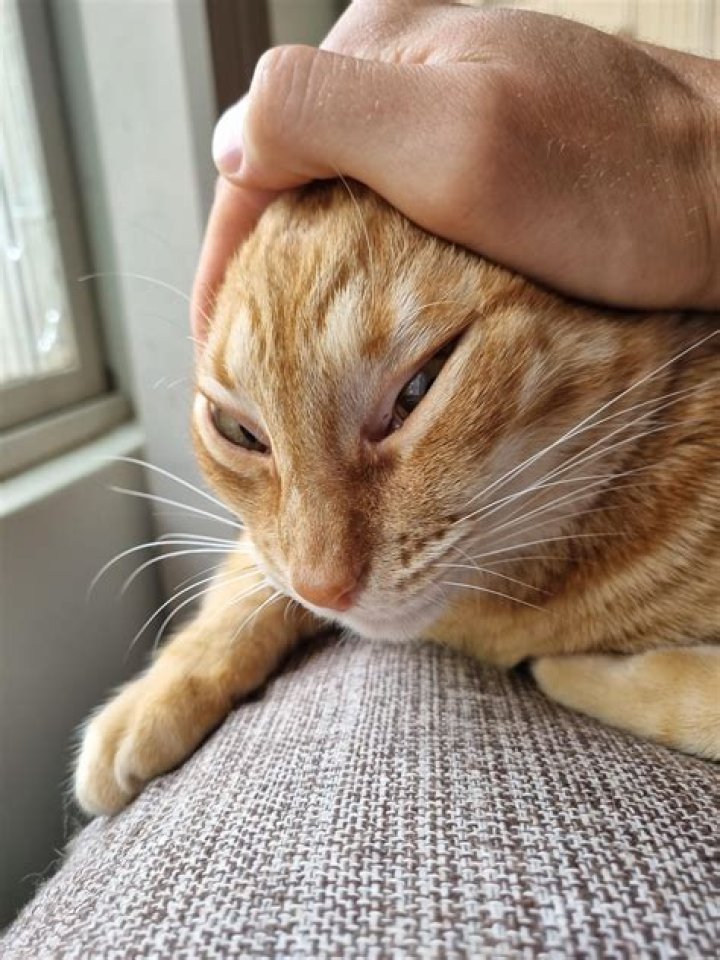 Why does my cat moan when I pet him?