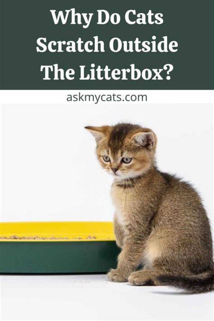 Why does my cat scratch the litter box walls?