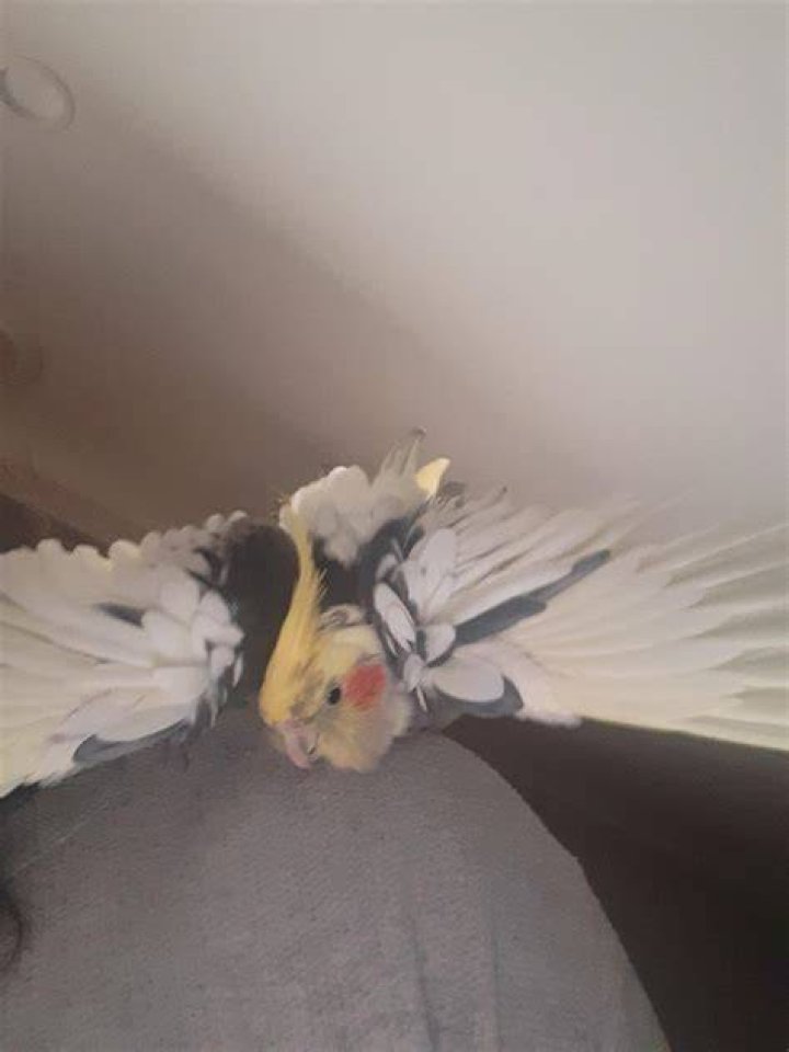 Why does my cockatiel open his wings?