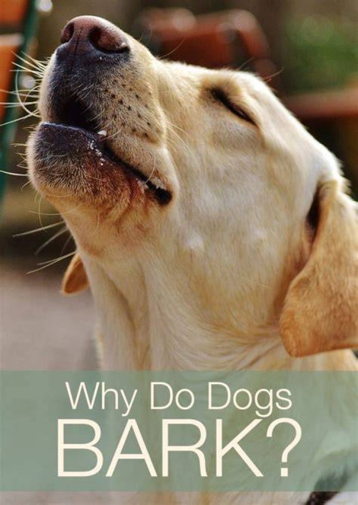 Why does my dog bark so much at other dogs?