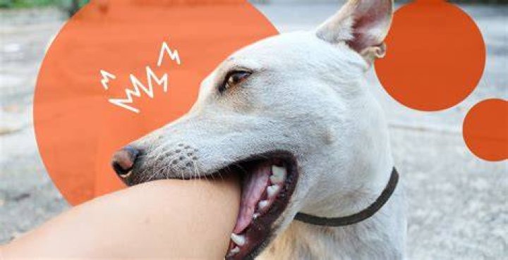 Why does my dog bite the groomer?