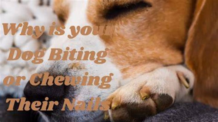Why does my dog chew my nails?