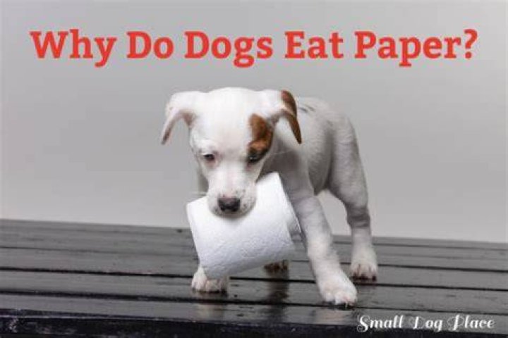 Why does my dog eat toilet rolls?