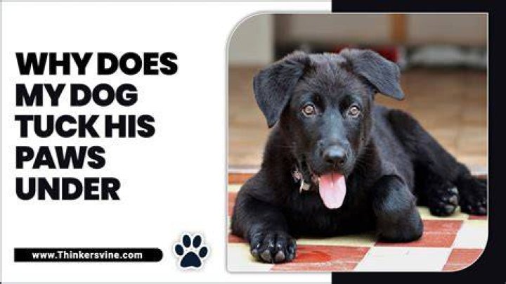 Why does my dog growl when I touch his paws?