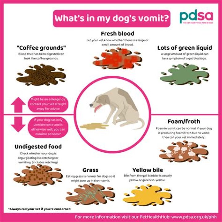 Why does my dog have foamy diarrhea?