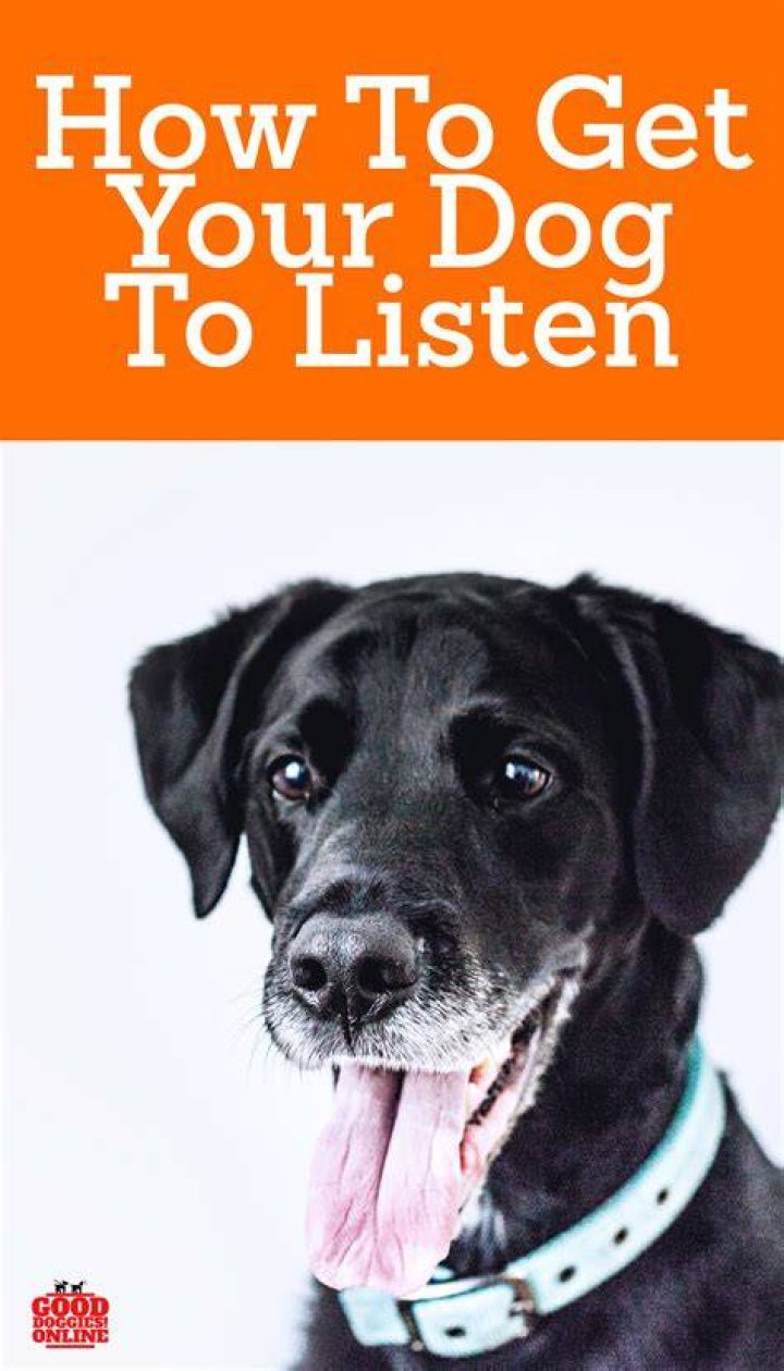 Why does my dog not listen to me?