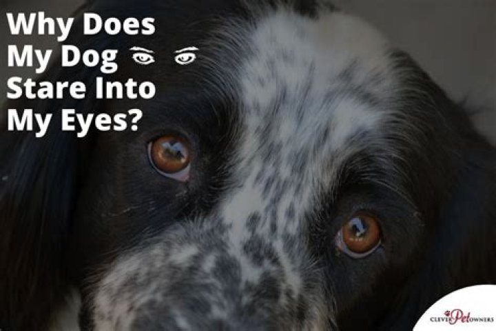 Why does my dog stare into my eyes?