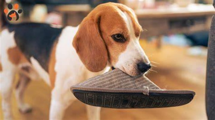 Why does my dog steal my shoes but not chew them?