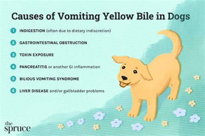 Why does my dog throw up yellow bile?