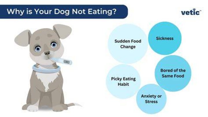 Why does my dog wait to eat until I go to bed?