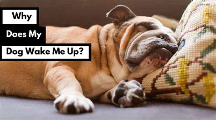 Why does my dog wake up at 2am?