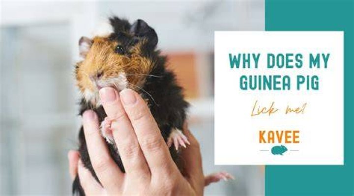 Why does my guinea pig lick me then bite me?