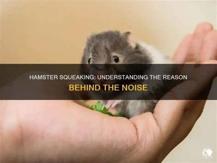 Why does my hamster squeak at me?