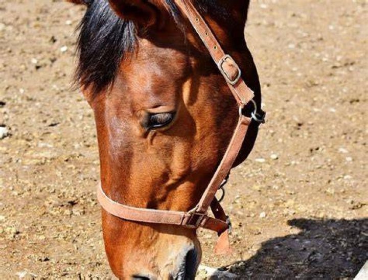 Why does my horse have sloppy poo?