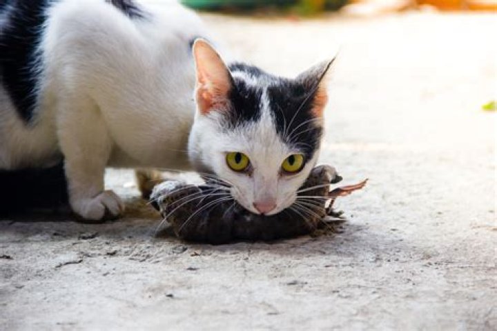 Why does my male cat bring me mice?