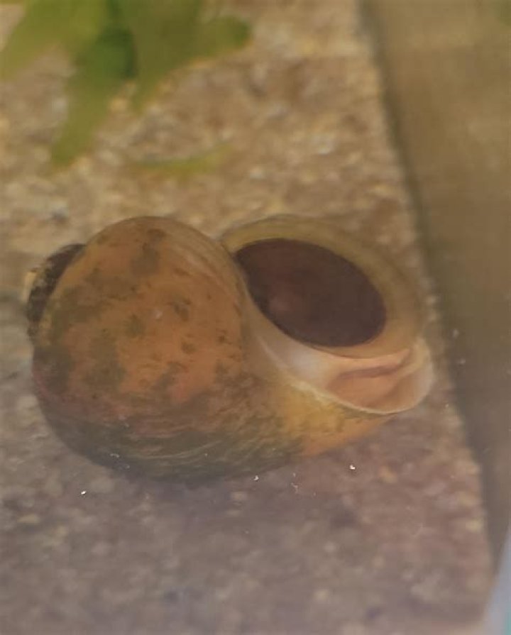 Why does my snail sleep upside down?