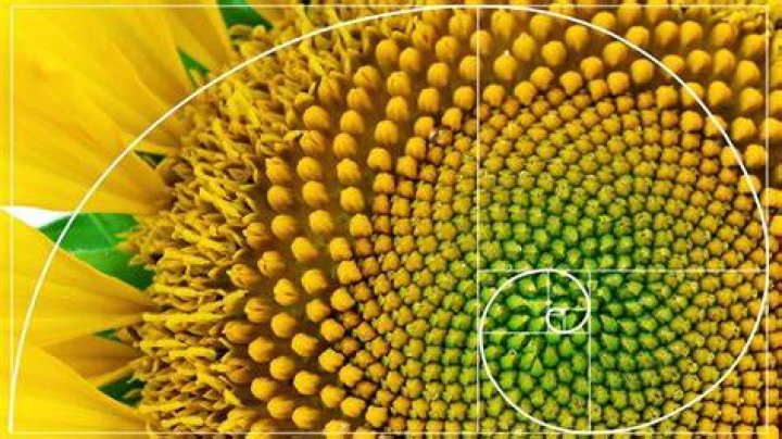 Why does nature follow Fibonacci?