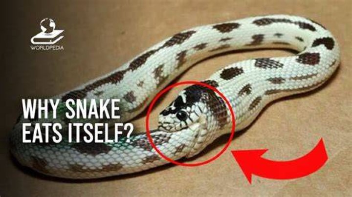 Why does the snake eat itself?