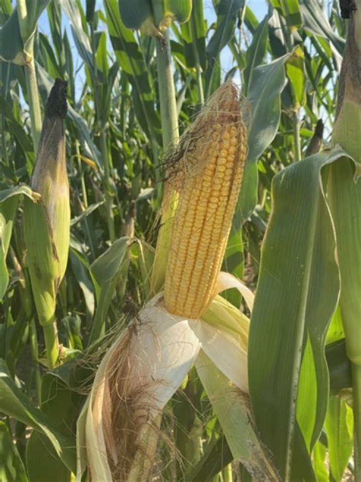 Why has corn production increased?