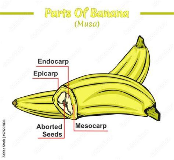 Why is a banana called a banana?