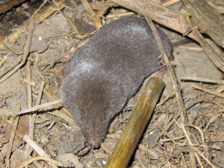 Why is a shrew poisonous?