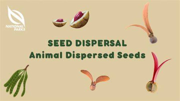 Why is animal seed dispersal important?