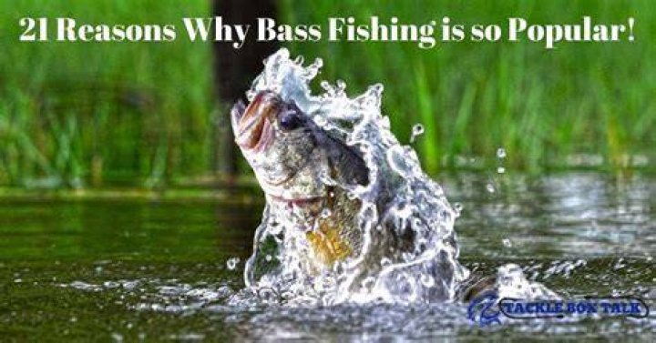 Why is bass so popular?