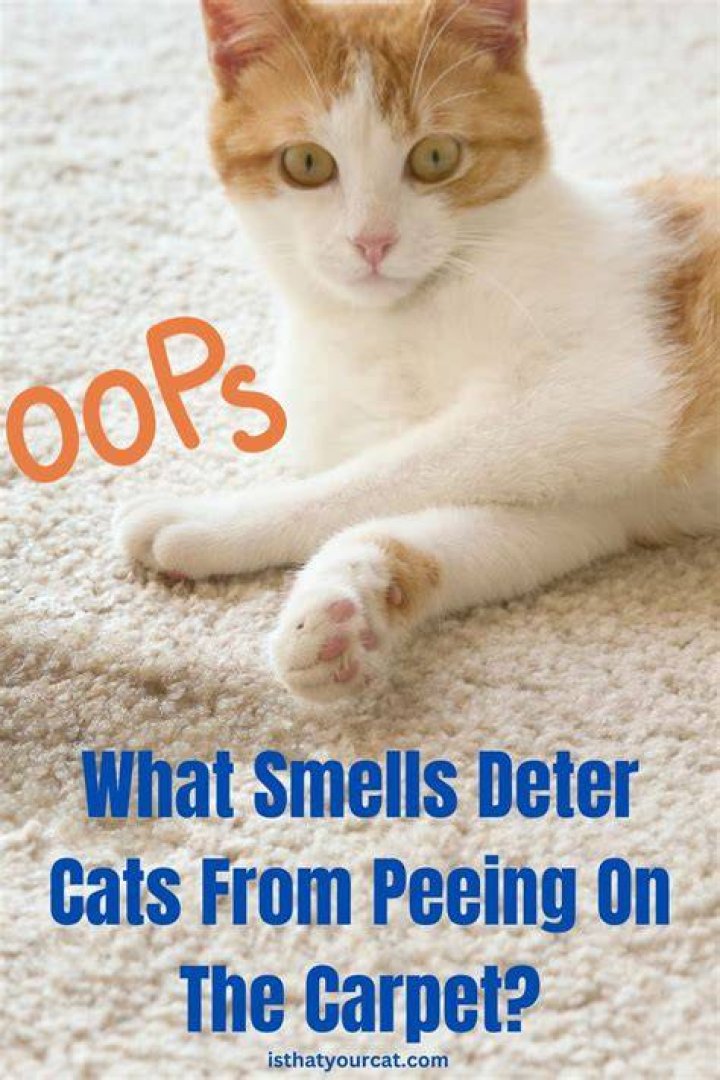 Why is cat suddenly peeing on carpet?