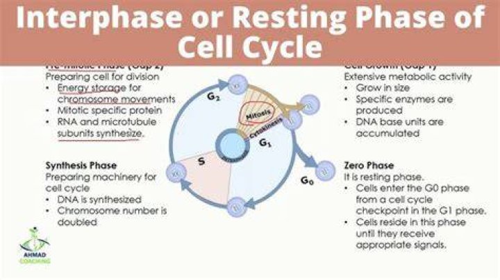 Why is G2 phase important?