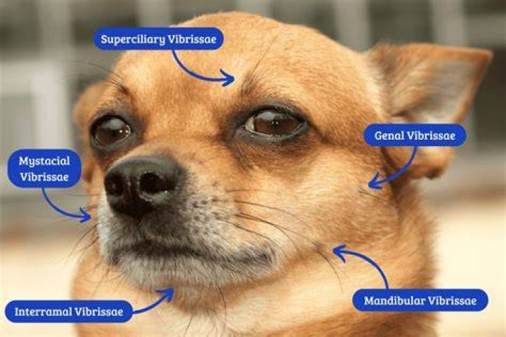 Why is it called hair of the dog?