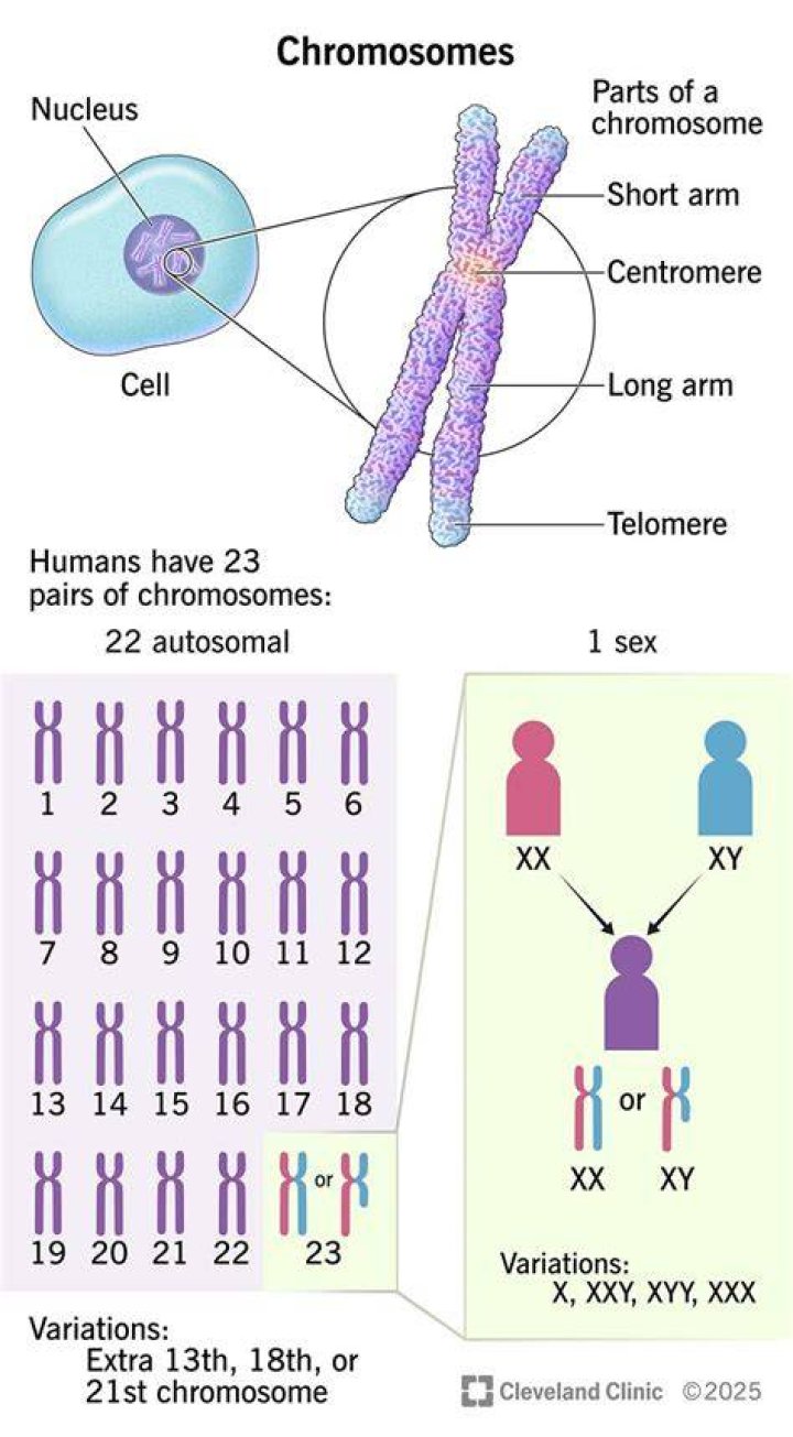 Why is maintaining the number of chromosomes important to a living organism?
