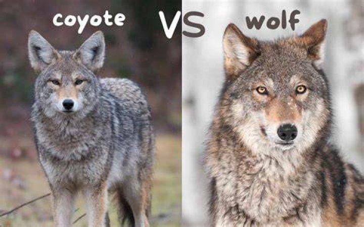 Why is Malia a coyote and not a wolf?