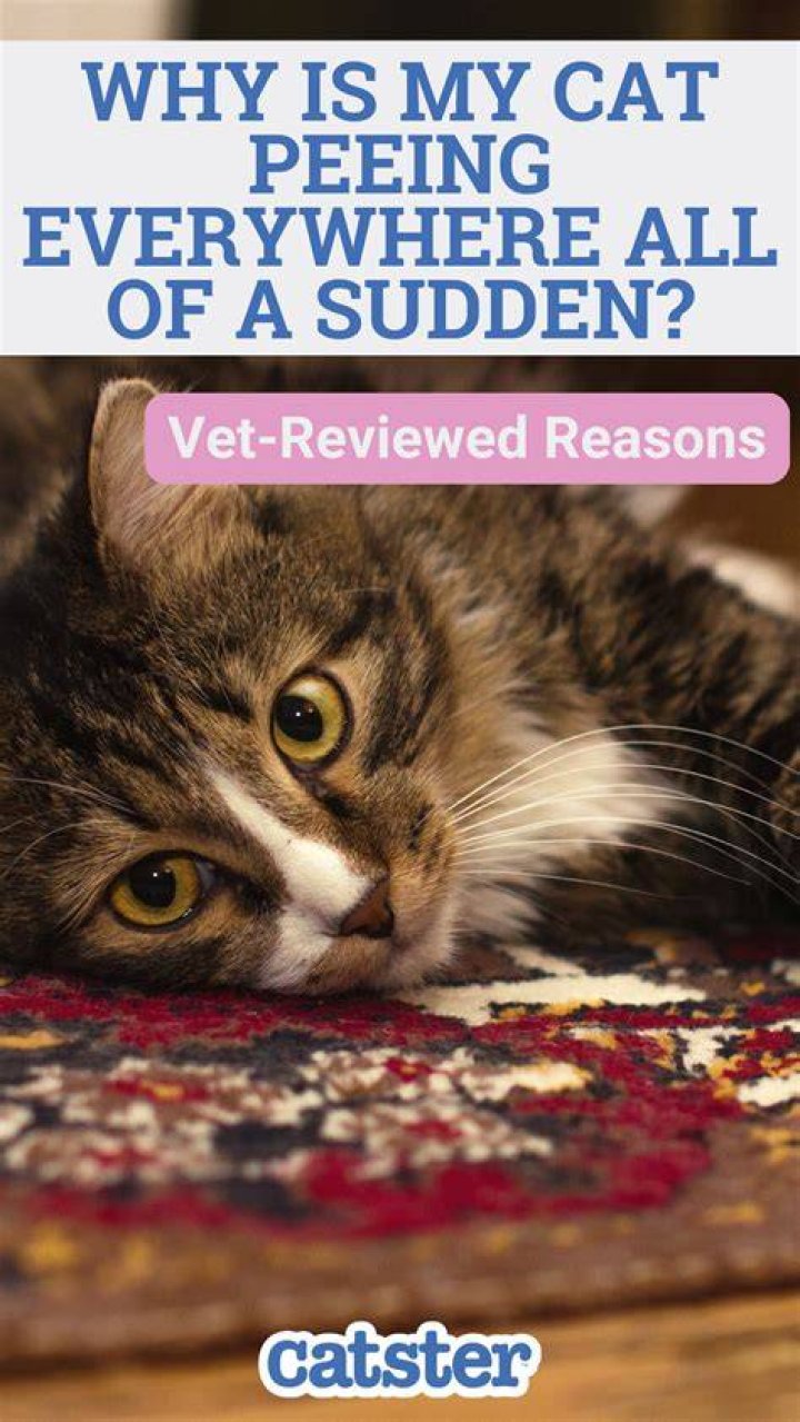 Why is my 16 year old cat peeing and pooping everywhere?