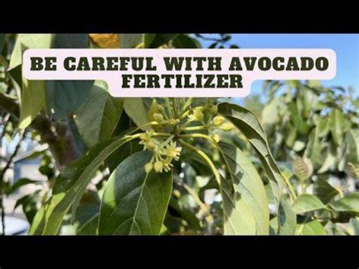 Why is my avocado tree not fruiting?