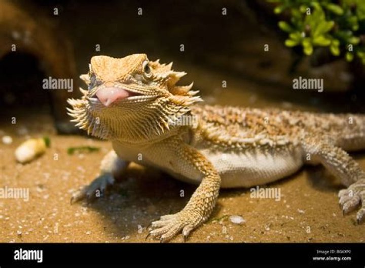 Why is my bearded dragon's tongue white?