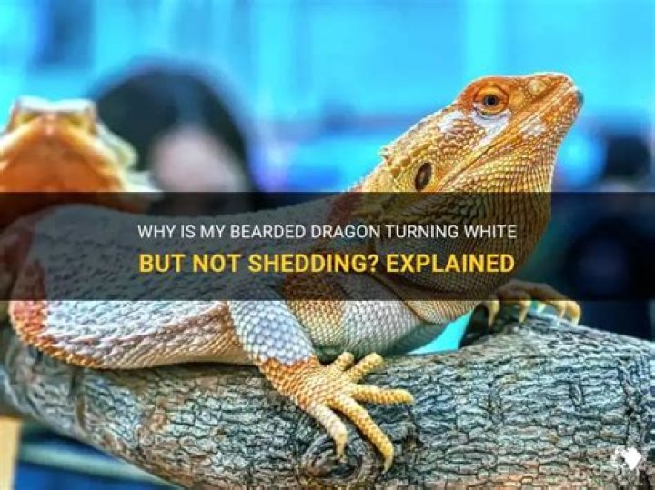 Why is my bearded dragon tail turning white?