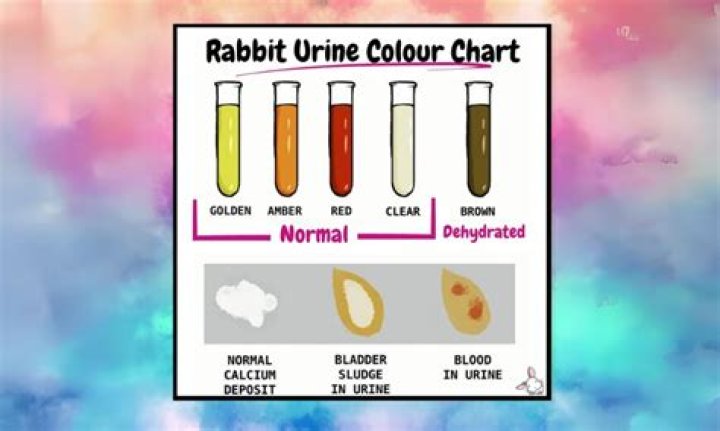 Why is my bunnies pee orange?