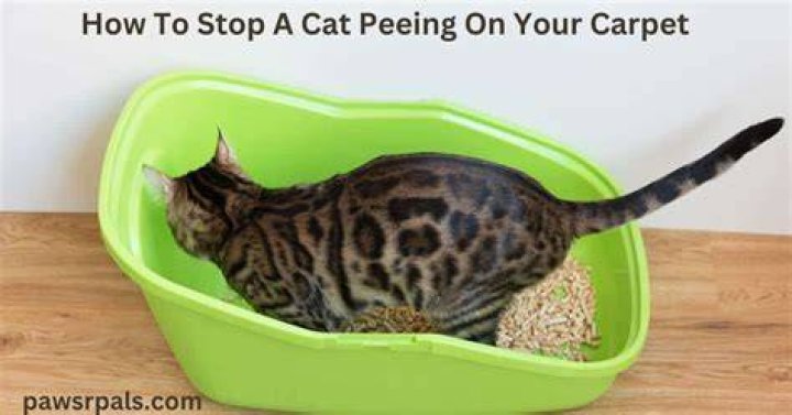Why is my cat peeing on the carpet?