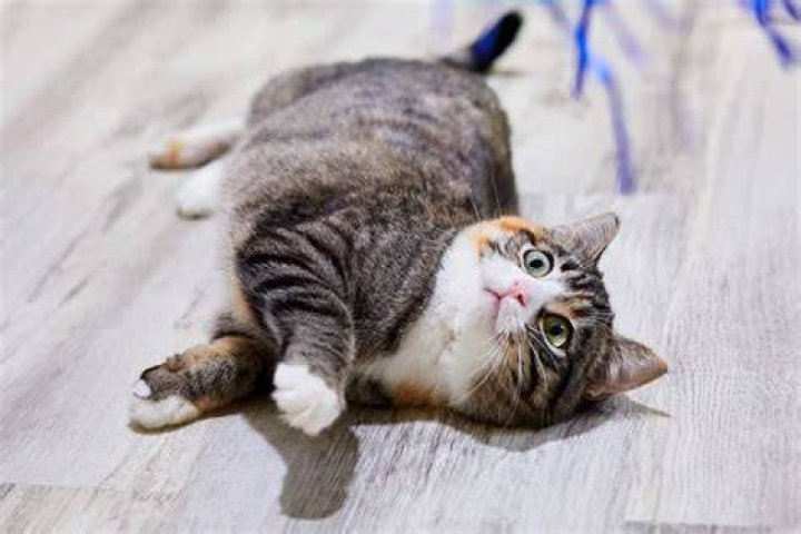 Why is my cat rolling around on the floor and purring?