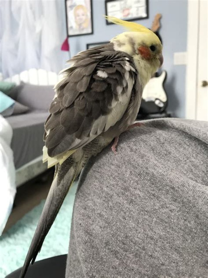Why is my cockatiel puffed up?