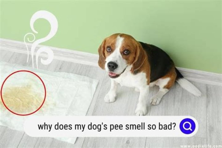 Why is my dog's pee so acidic?