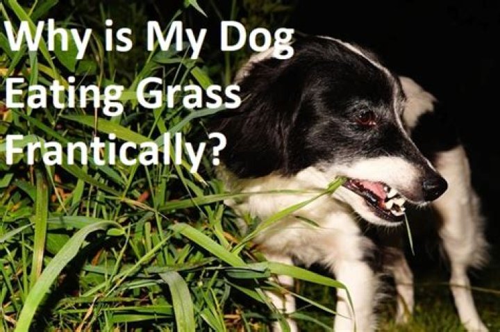 Why is my dog frantically eating grass and panting?